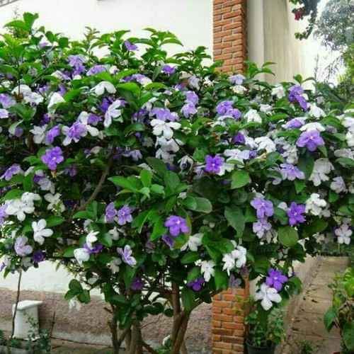combo 10 cây giống hoa nhài nhật