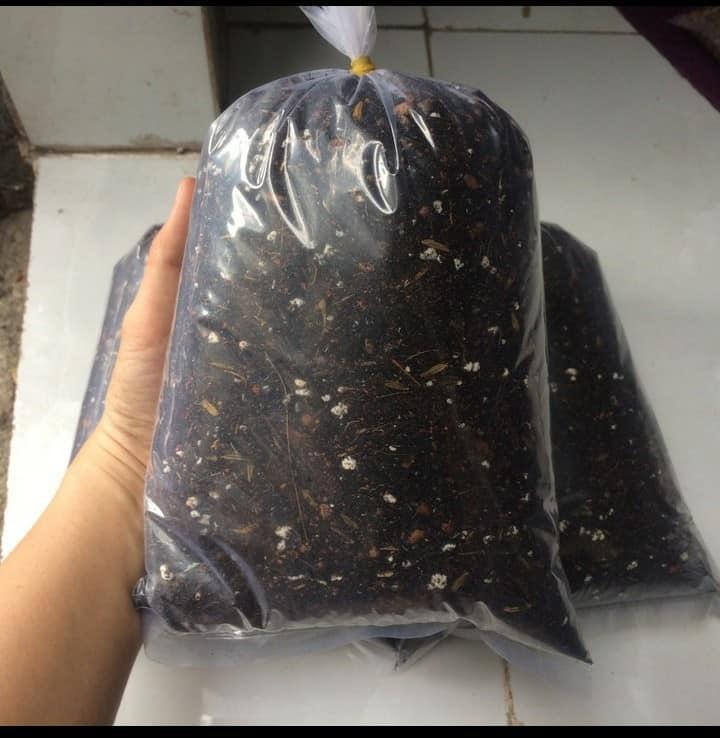 [HCM]Đất Trộn Trồng Sen Đá - Xương Rồng