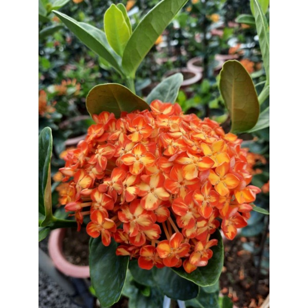 cây mẫu đơn thái phụng hoàng cam