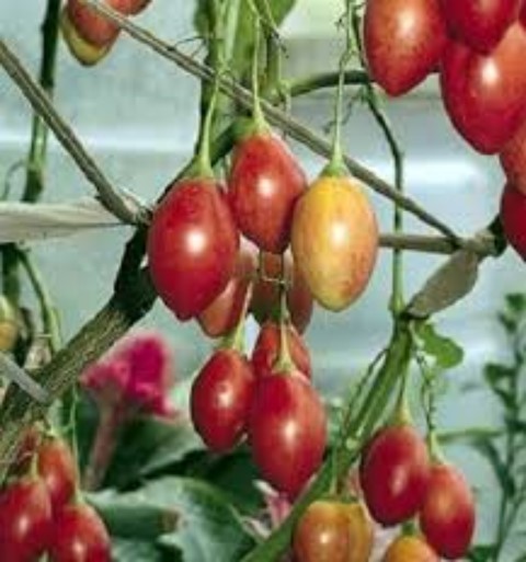 Hạt Giống Cà Chua Thân Gỗ F1. Túi 10Hạt Giá Khuyến Mại