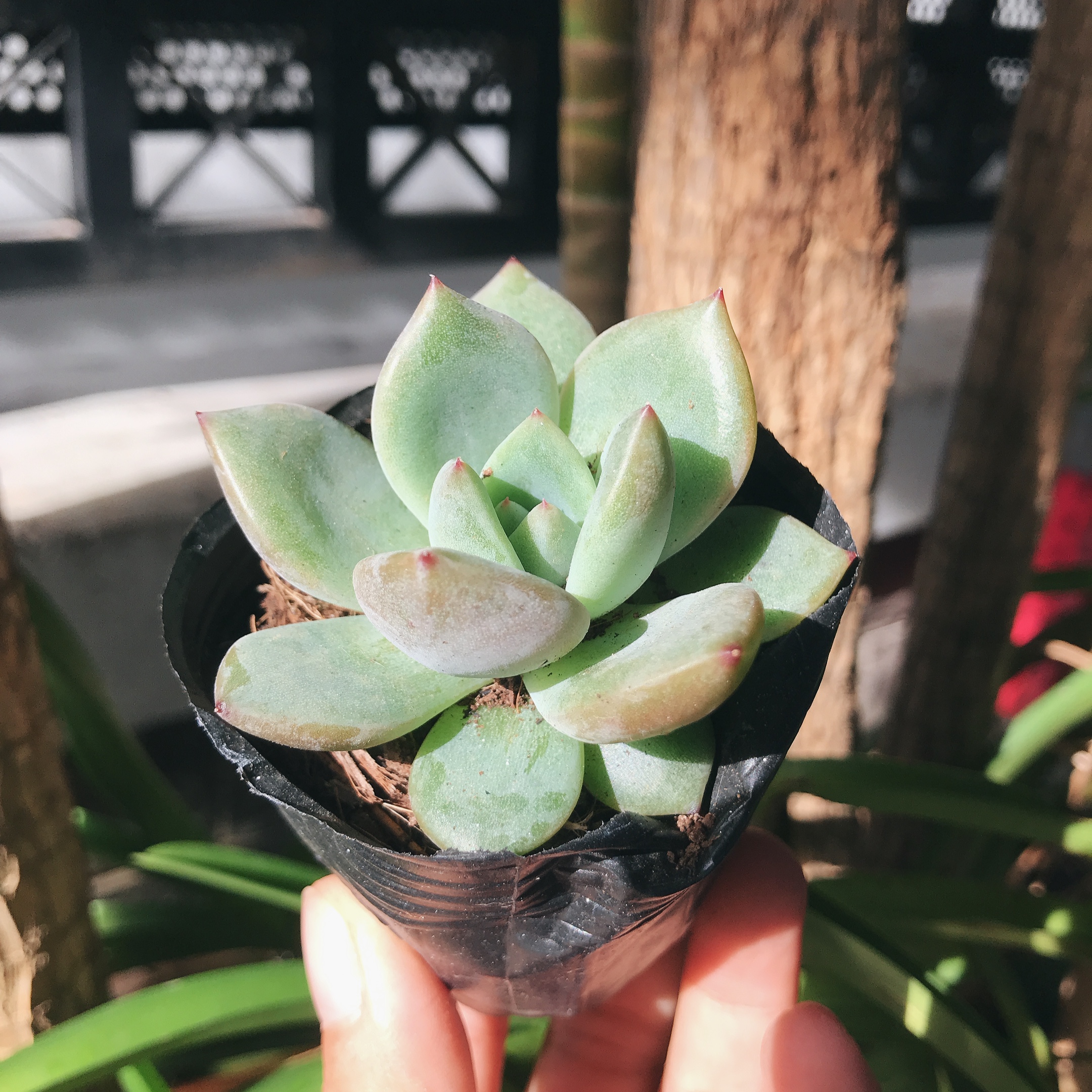 Sen đá Mận đỏ - nhỏ