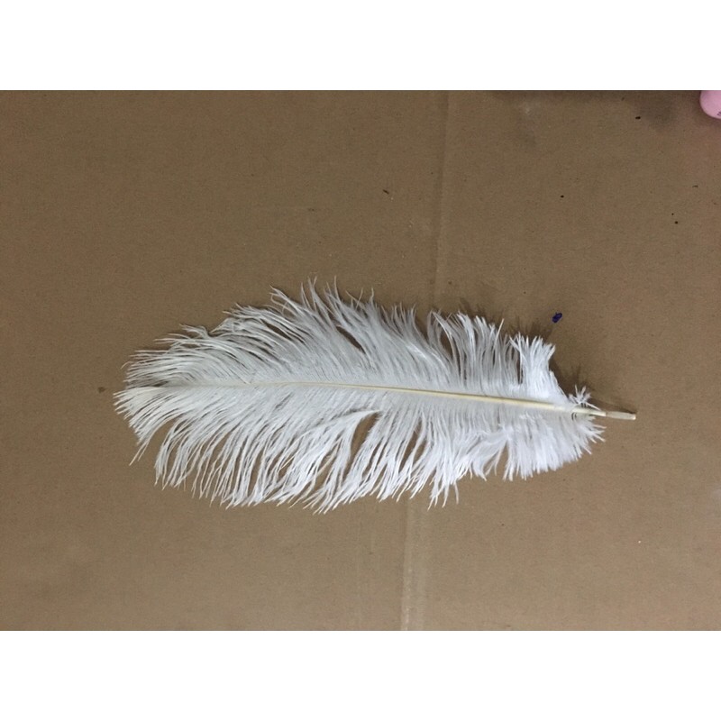 Lông vũ, lông Đà điểu size 55-60cm
