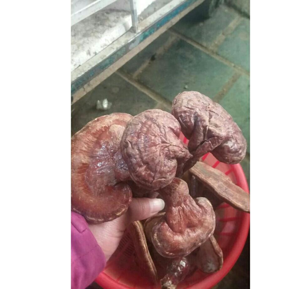 500g nấm linh chi đỏ