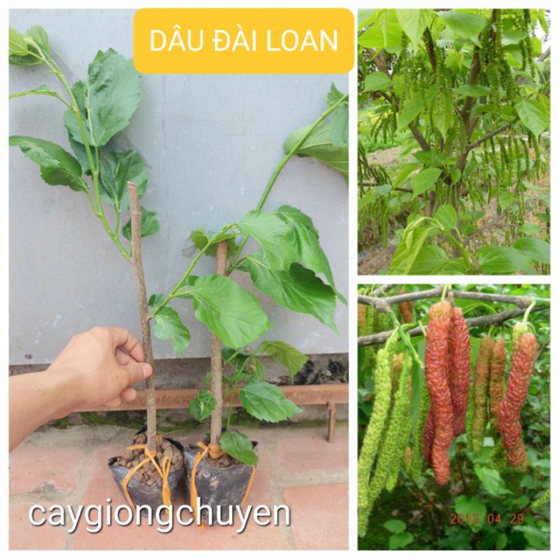 Cây dâu đài loan quả dài