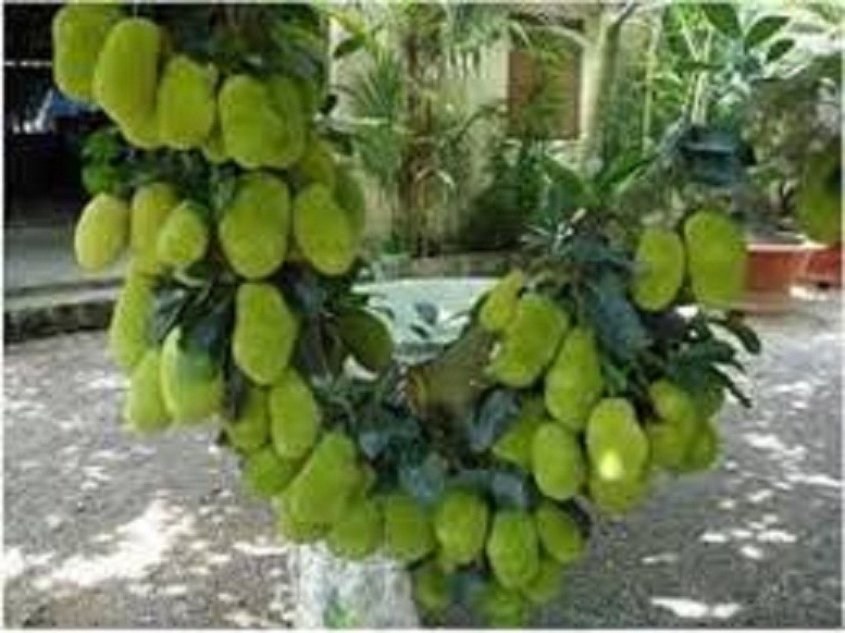 CÂY GIỐNG MÍT KHÔNG HẠT