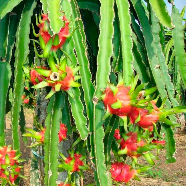 QUÉT CUỐNG THANH LONG (100G/GÓI)