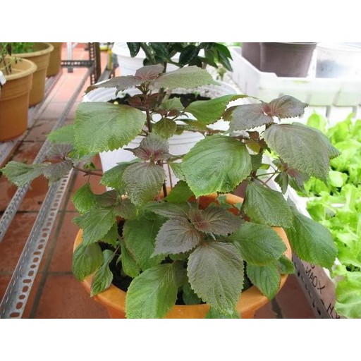 Hạt Giống Tía Tô Trang Nông