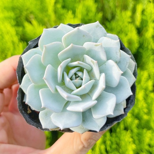 Sen đá ngọc trinh - Vườn sen đá