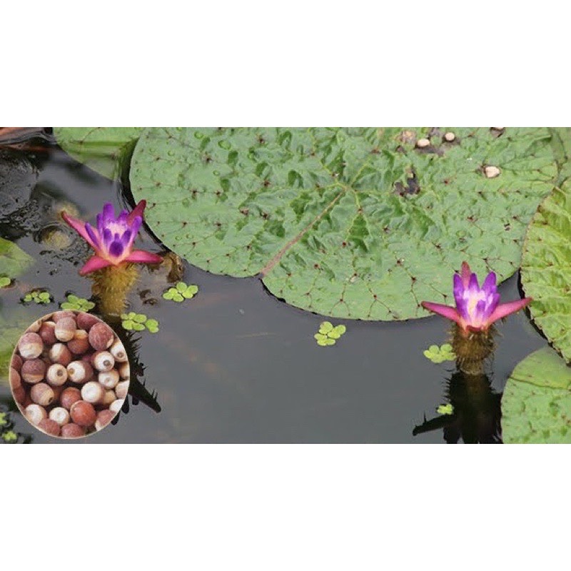 Hạt khiếm thực nguyên vỏ cám (100g)