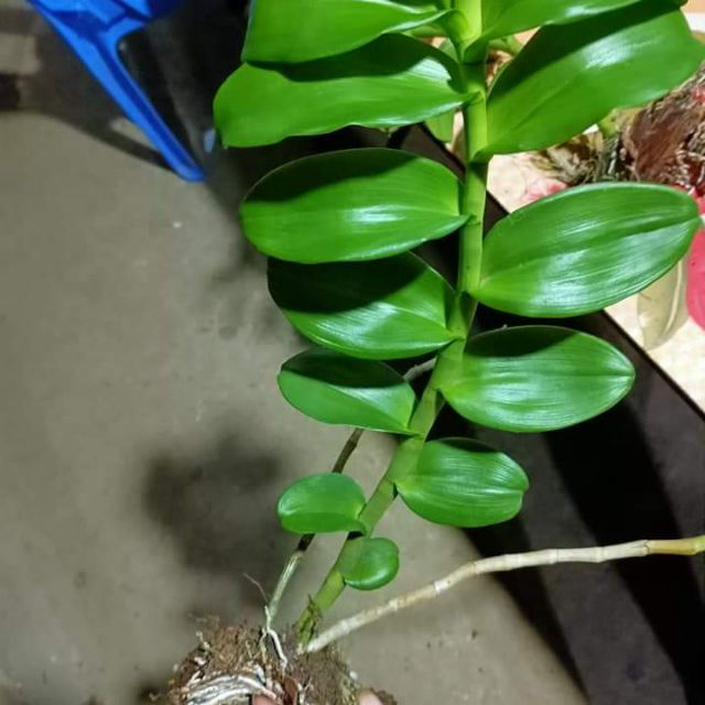 Kie Phi Điệp Pù Luông Bản Lá Mít