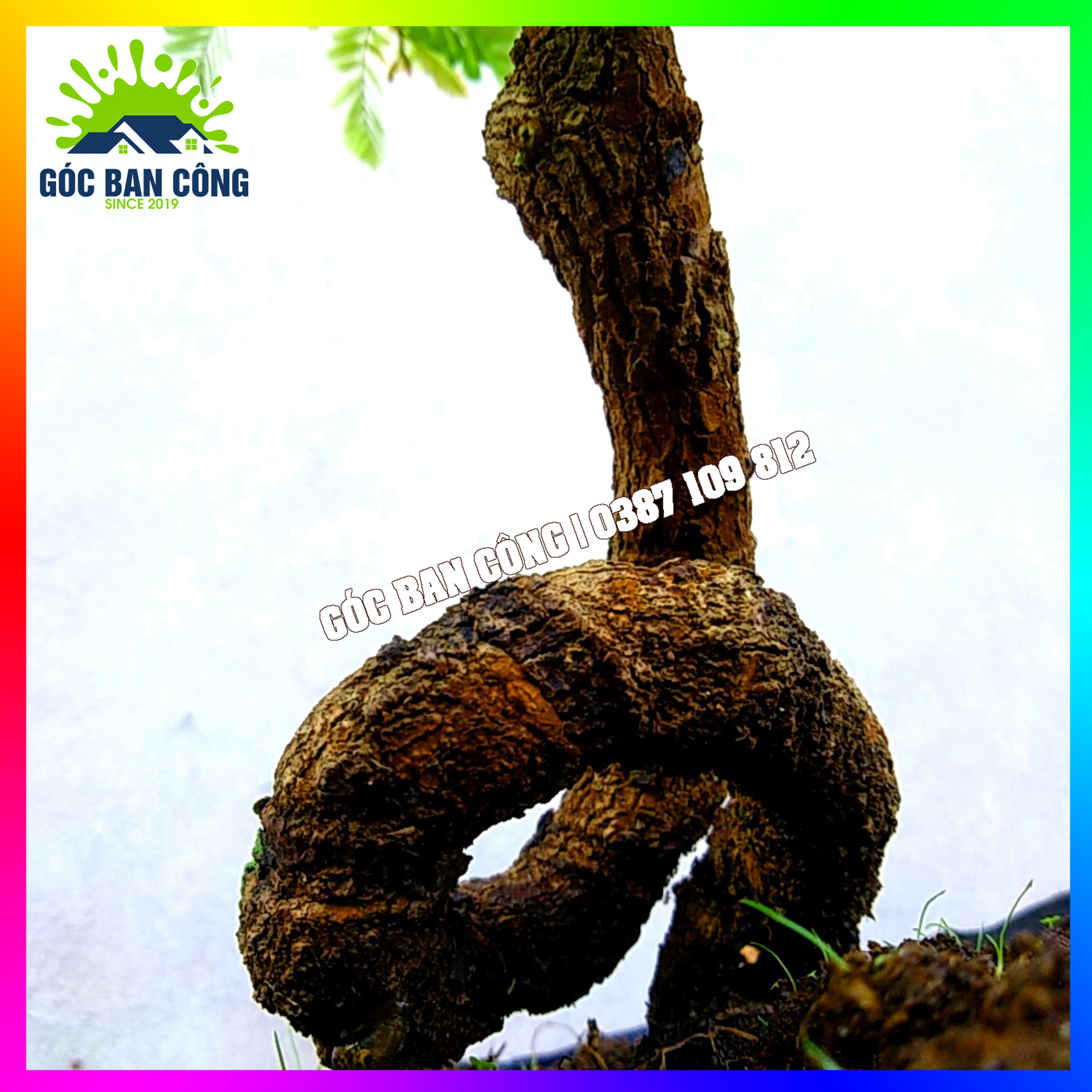 Cây Me Bonsai Mini - MCBS02