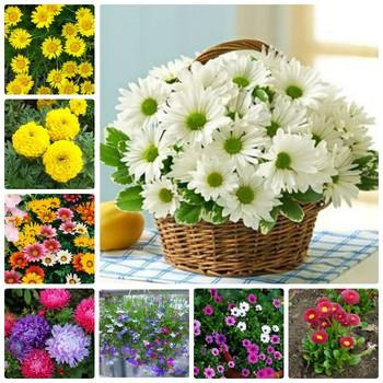 COMBO 10 gói hạt giống hoa cúc các loại tặng kèm gói kích hạt nảy mầm