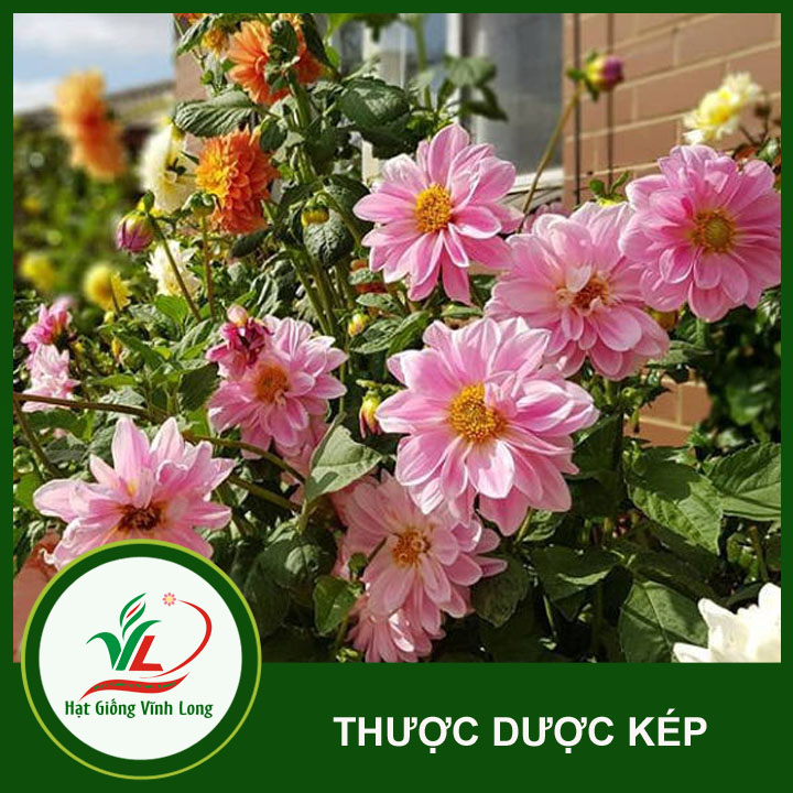 Hạt giống hoa Thược dược kép RD 894 - 0,1g