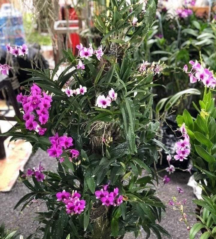 hoa lan denro thái lan yaya mini chậu size TO