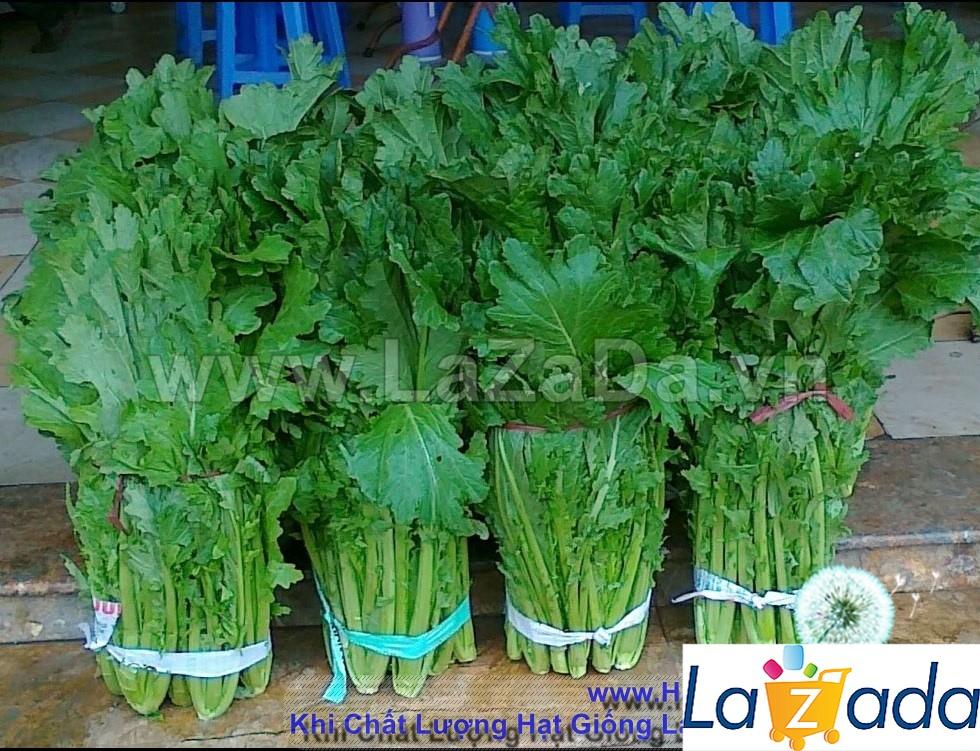 10gr hạt giống cải mèo