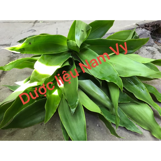 Cây lược vàng tươi 500gram