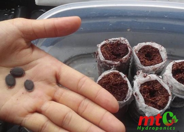 [HCM]10 Viên Nén Ươm Hạt Mụn Dừa - NẢY MẦM 99%