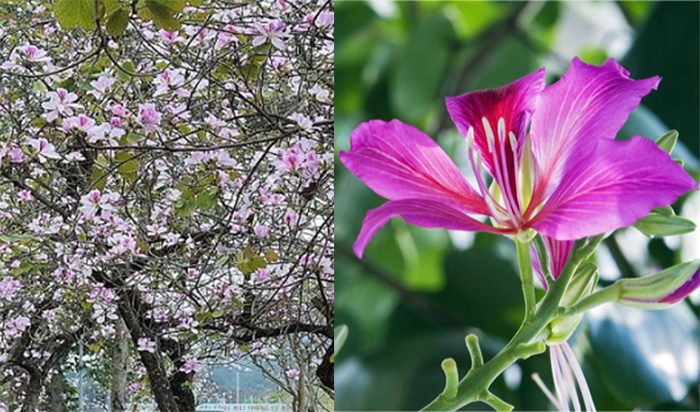 CÂY GIỐNG HOA BAN TÍM SIÊU ĐẸP