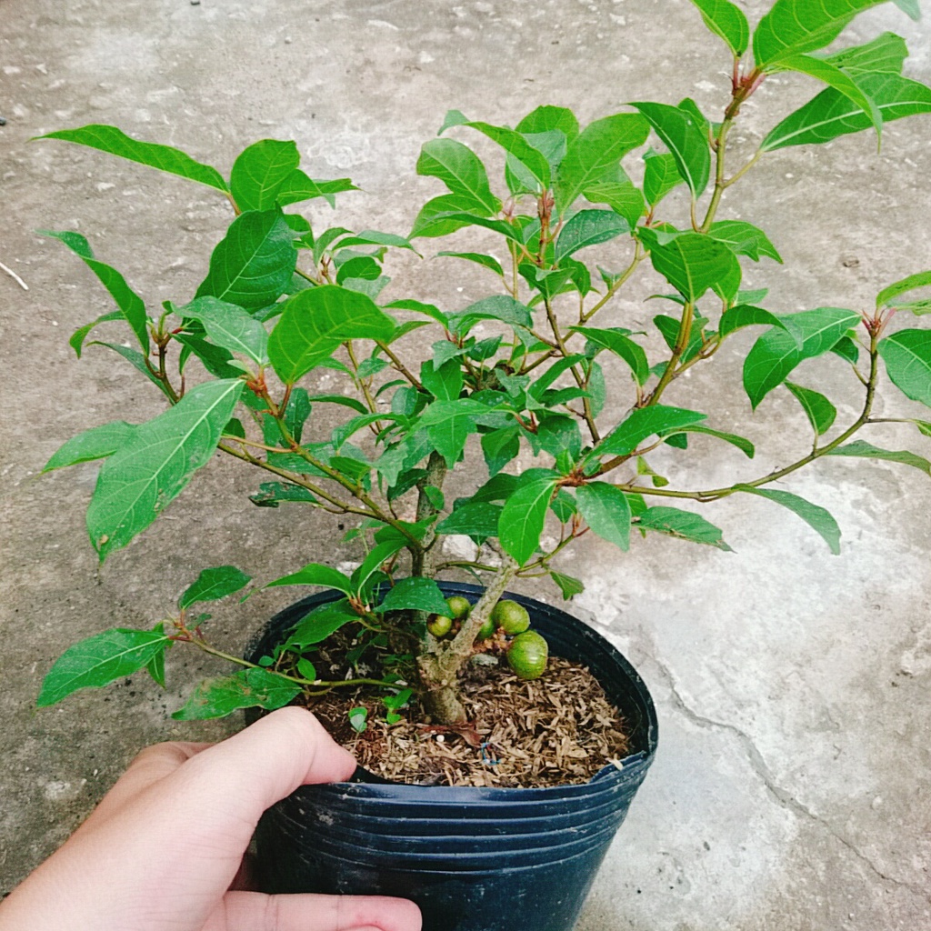 Cây sung ta - cây cảnh trong nhà