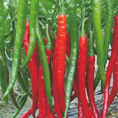 Túi 30 Hạt giống Ớt Đậu đũa
