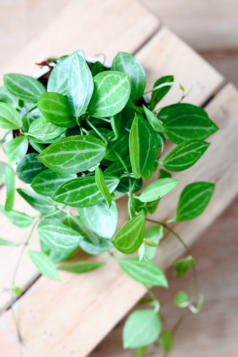 Cây Dischidia ovata - Lá Dưa Hấu (chậu treo hoặc chậu đất nung)