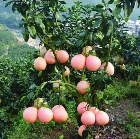 cây giống bưởi đỏ Phúc Kiến ghép (18 tháng cho trái)