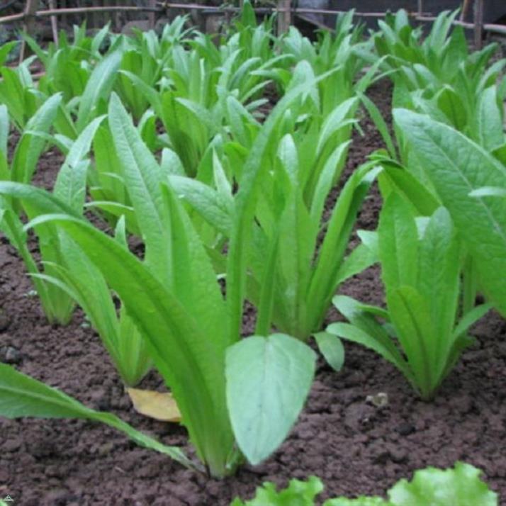 Hạt giống rau cải NHÍP - gói 10 gram