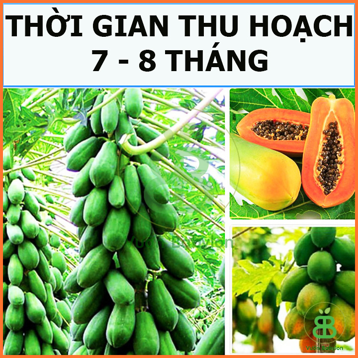 Hạt Giống Đu Đủ Lùn Trái Lớn 5 Hạt