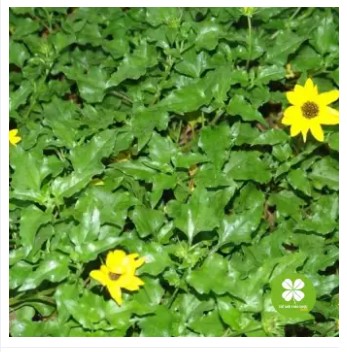 Cây sài đất (gói 1kg) - DTX153