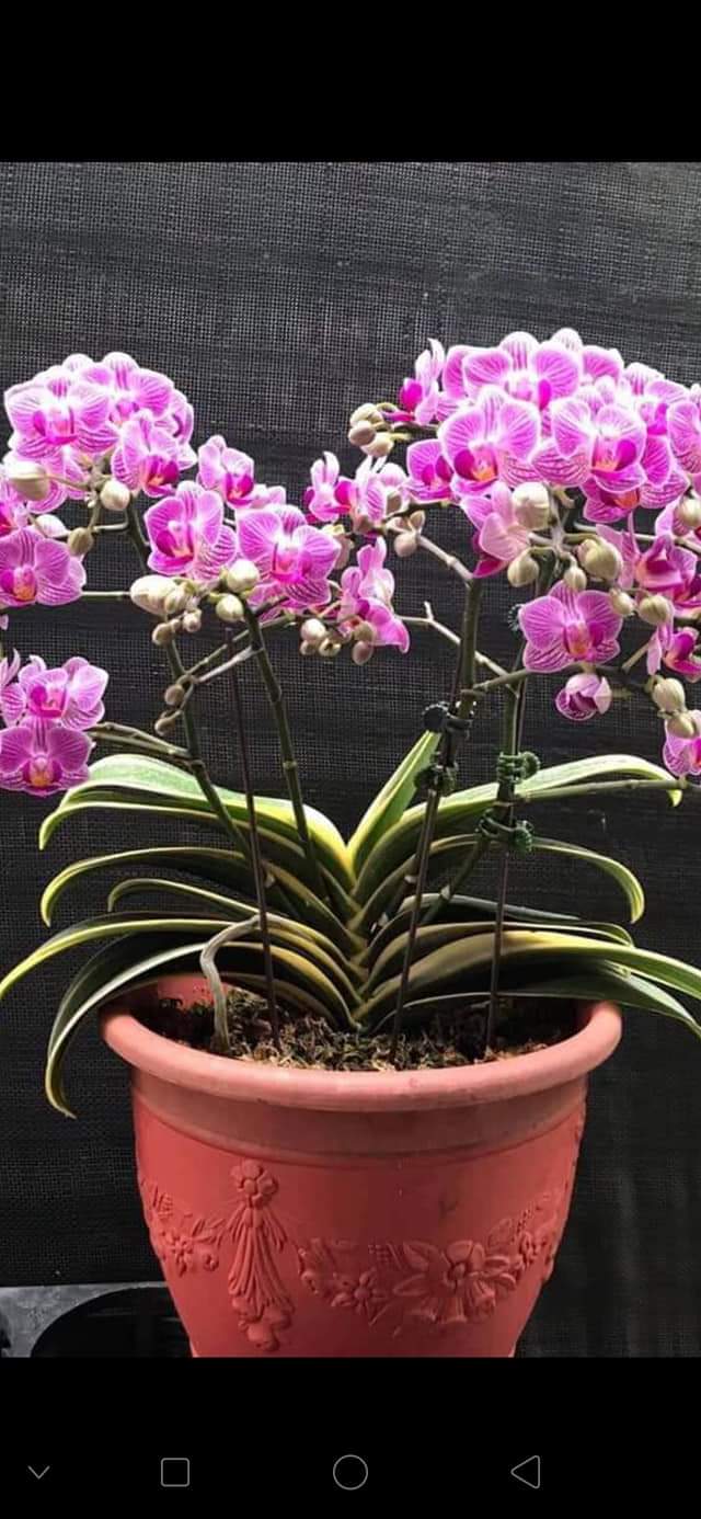 Combo 2 cây Lan Hồ Điệp Cánh Biên