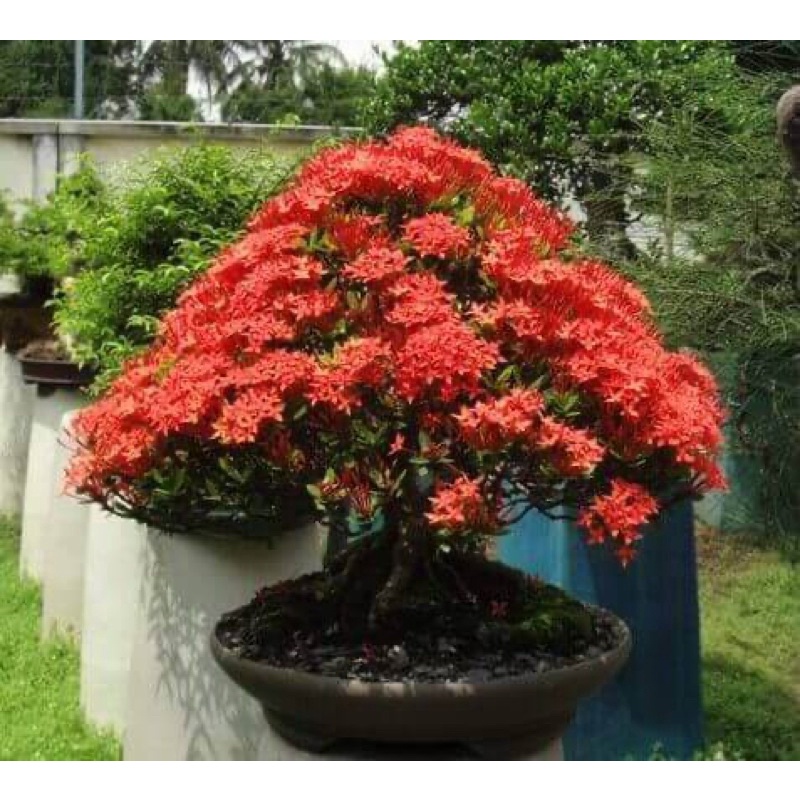 Cây giống bông trang (hoa mẫu đơn) sen đỏ