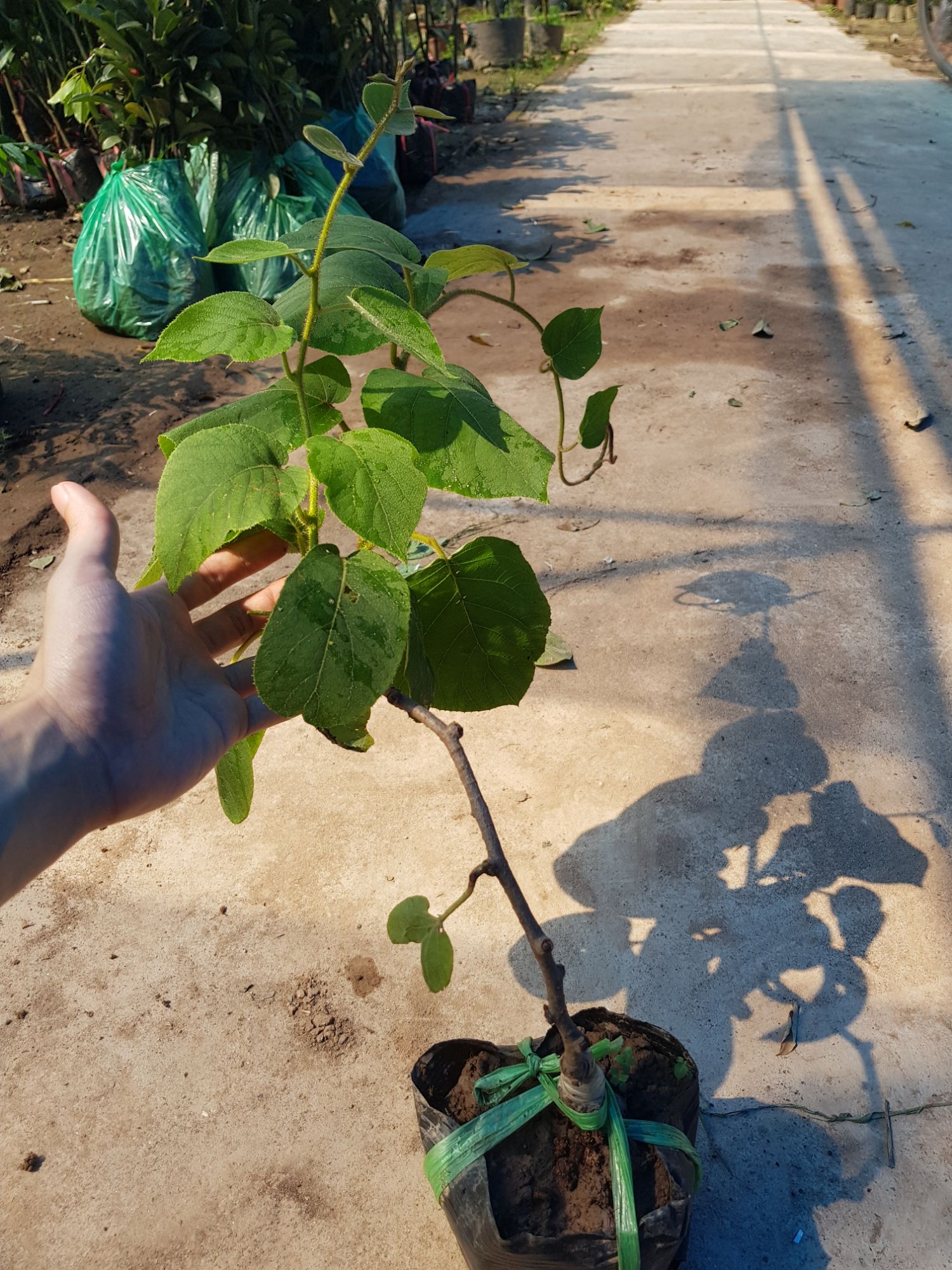 (MỚI) Cây giống Kiwi vàng siêu quả