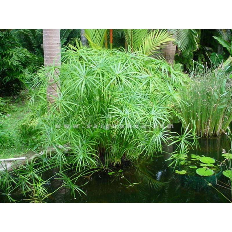 Cây thuỷ trúc thuỷ sinh (Ảnh thật số 2)