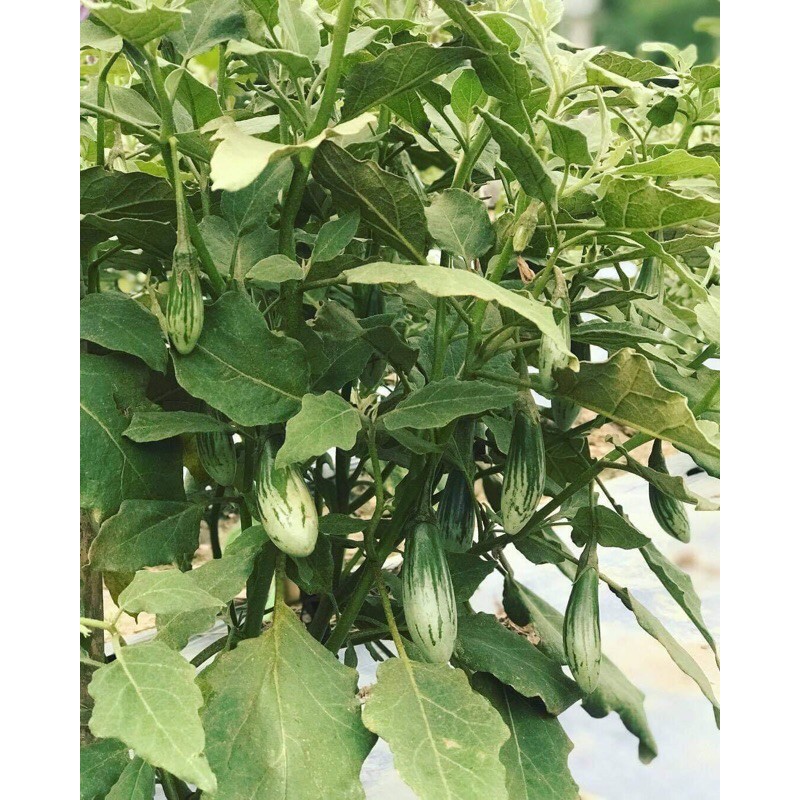 [Hạt Giống Thái] Hạt Giống Cà Dừa Abong