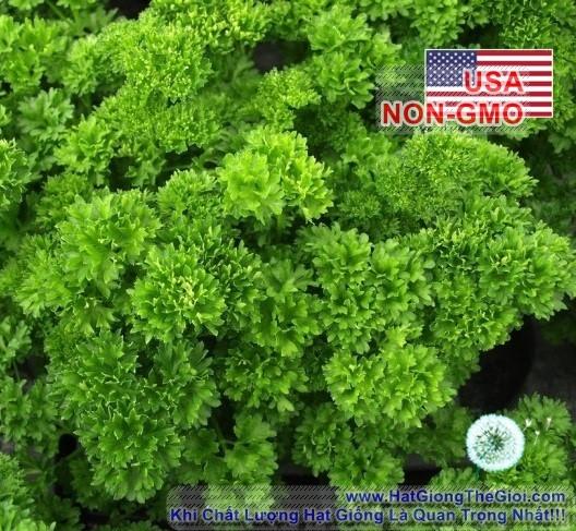 2Gr Hạt Giống Ngò Tây Parsley Siêu Xoắn Triple (B3.105| B32*X31*M157)