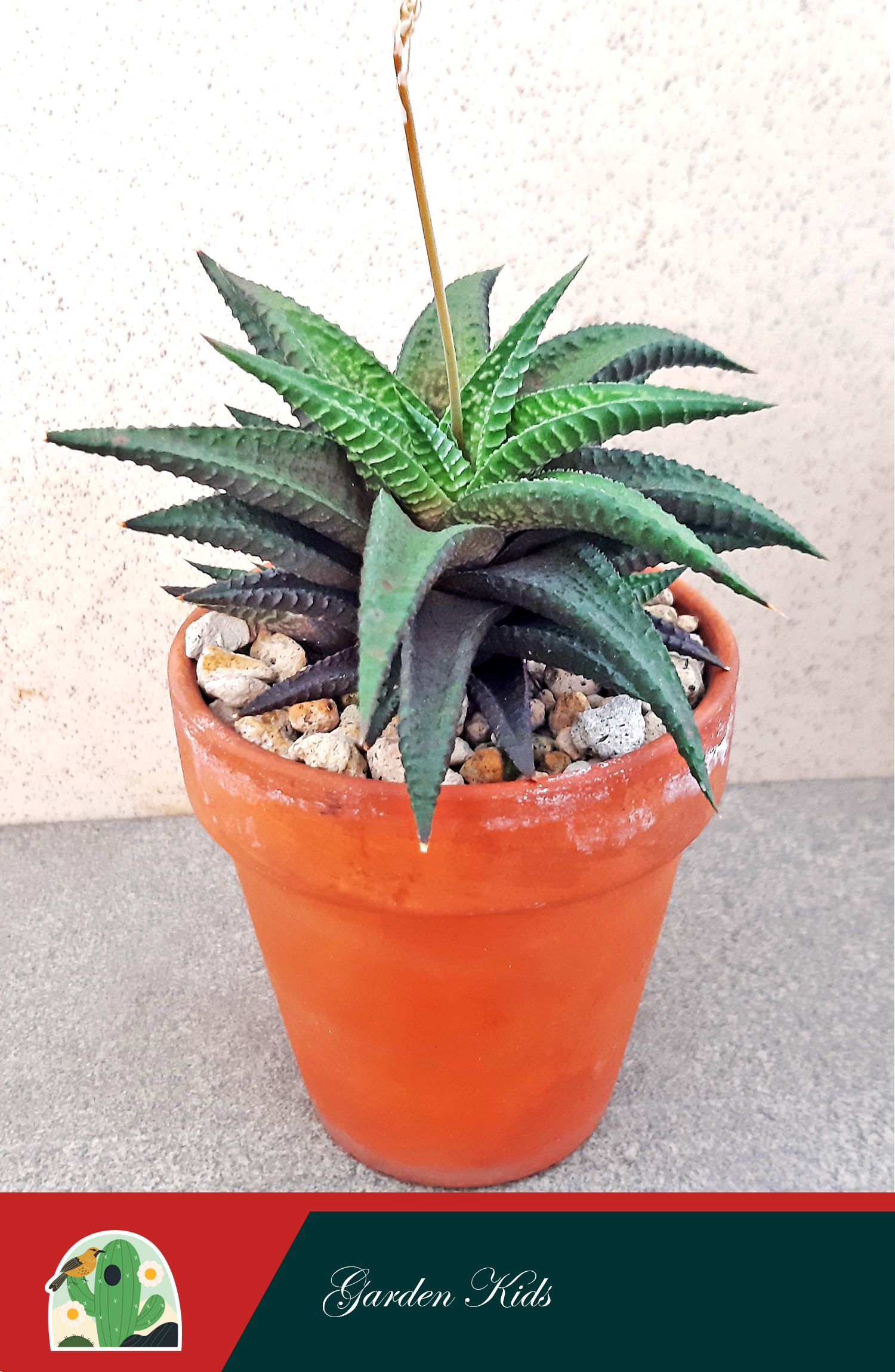 Cây móng rồng (Haworthia Limifolia)