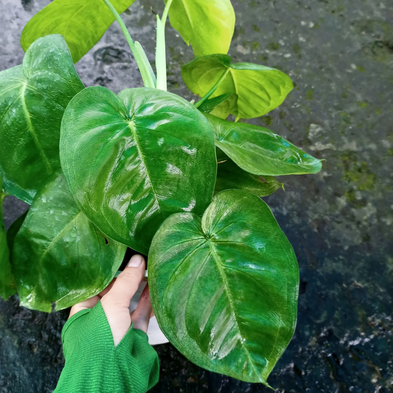 Cây trầu bà lá tim