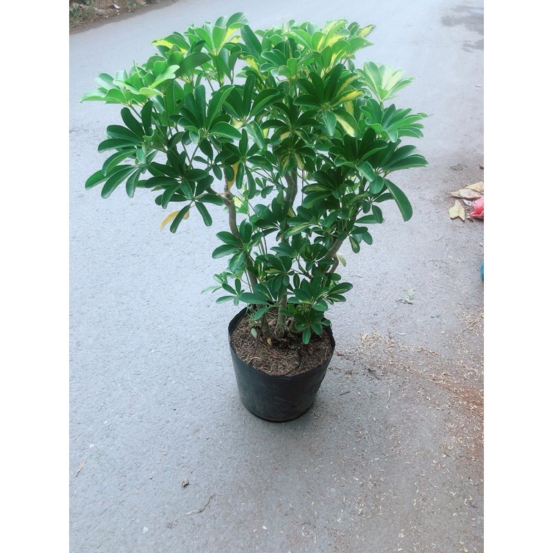 [HCM]Cây Ngũ Gia Bì Cao 80-90cm