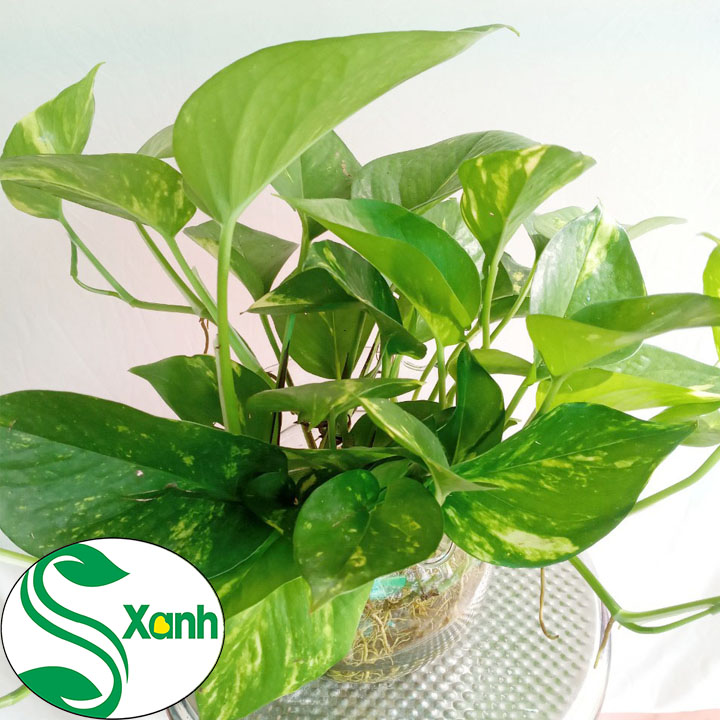 Trầu Bà Thủy Sinh Để Bàn, Cây Cảnh Thủy Sinh