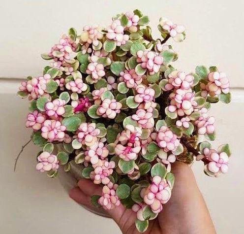 Sen Đá Đô La Hồng SUNNY GARDEN Xinh Xắn Dễ Chăm Sóc