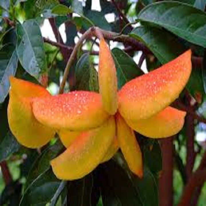 CÂY SANG (CÂY SANG GIÀU) Cây ĐẸP- bầu cây giống