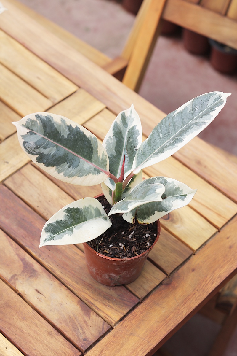 Cây Đa Cẩm Thạch Sô Cô La (Marble Rubber Tree, Ficus Elastica Tineke) 20cm
