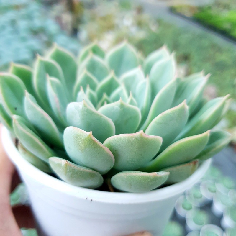 SEN ĐÁ LIÊN ĐÀI TRẮNG SIZE TRUNG BÌNH LỖI 1 ĐỔI 1