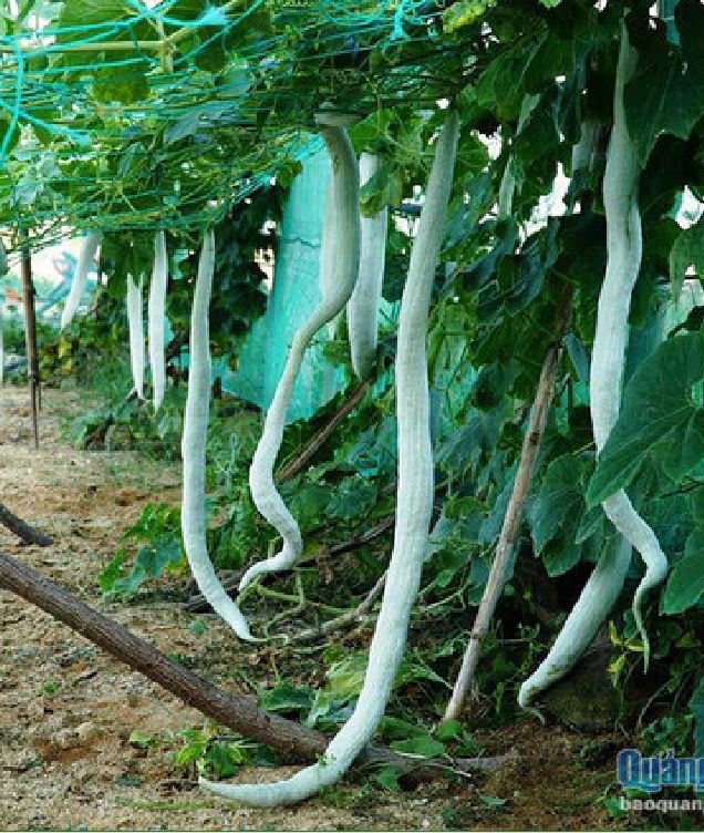 Snake Melon Seeds (Japanese Snake Melon) Long Fruit - 5 Seeds/Pack