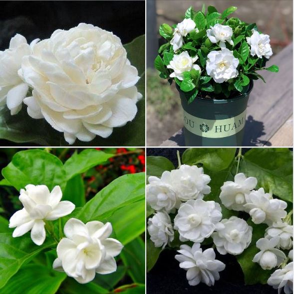 "Gói 10 Hạt " Hạt giống hoa nhài trắng ( hoa lài )
