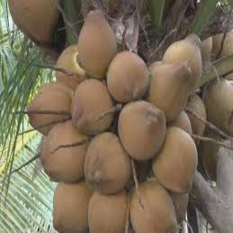 cây giống dừa xiêm lùn đỏ cây giống chuẩn cho quả sai chất lượng tốt
