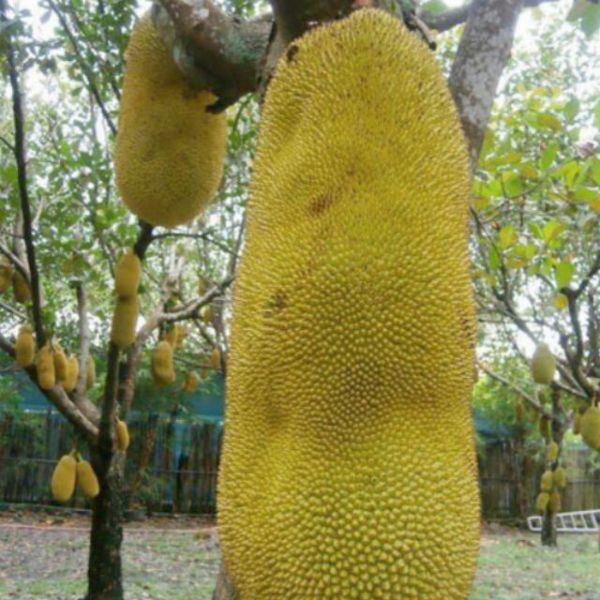 cây mít trái dài Malaysia + Tặng 02 Cây Quế Giống