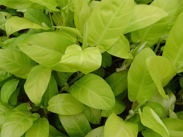 Cây trầu bà vàng - Cây cảnh để bàn