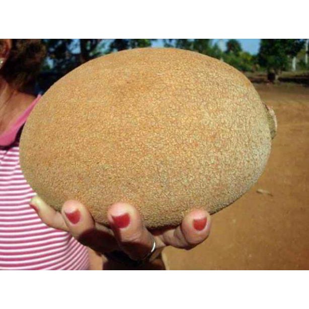 [FREESHIP - Xả Khô Máu] Cây Hồng Xiêm Khổng Lồ Thái Lan 10 Tháng Cho Trái