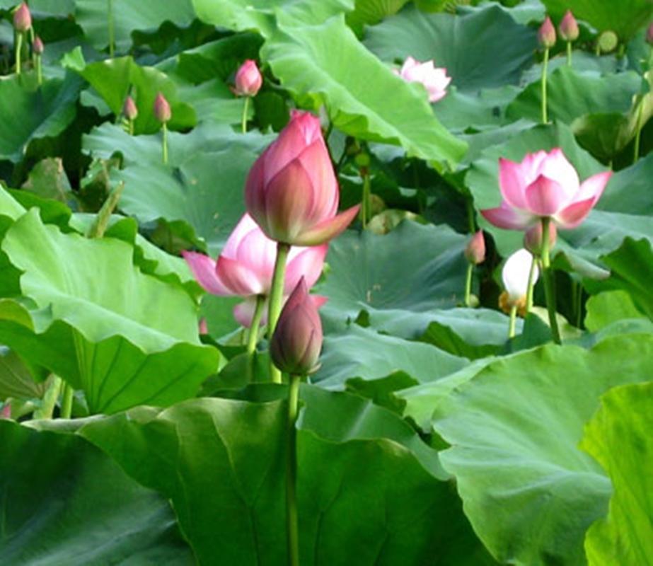 8 Hạt giống hoa Sen Ta (Hồ Tây)